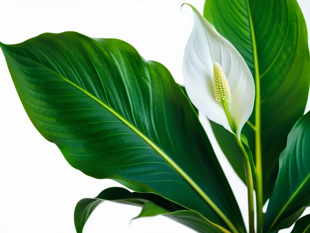 Purificación del aire interior con la belleza serena de plantas de lirio de la paz y ficus en un fondo blanco