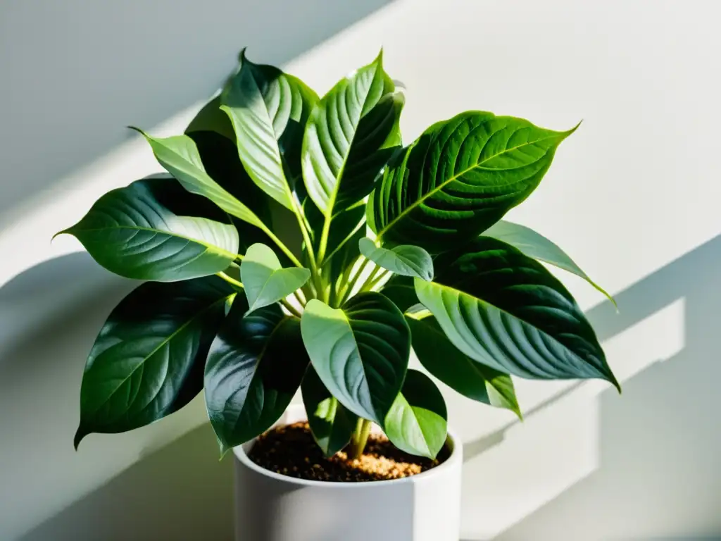 Un atractivo contraste entre la exuberante planta y el fondo blanco crea una imagen minimalista y serena