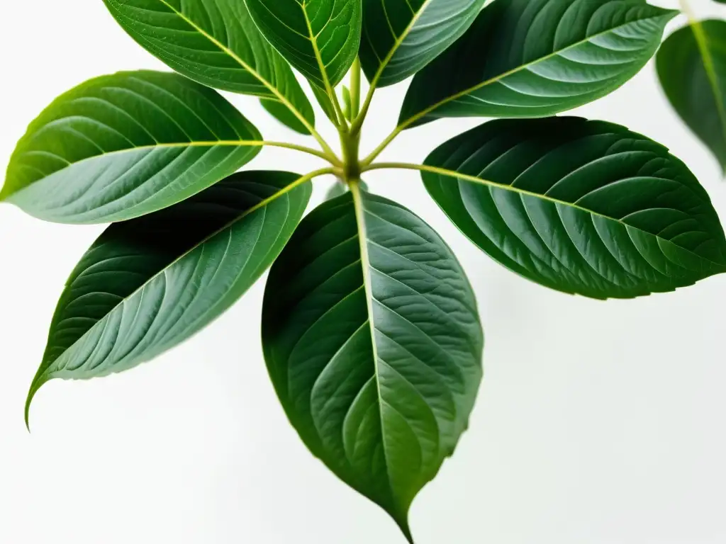 Bella planta de interior con hojas verdes y saludables en un fondo blanco limpio