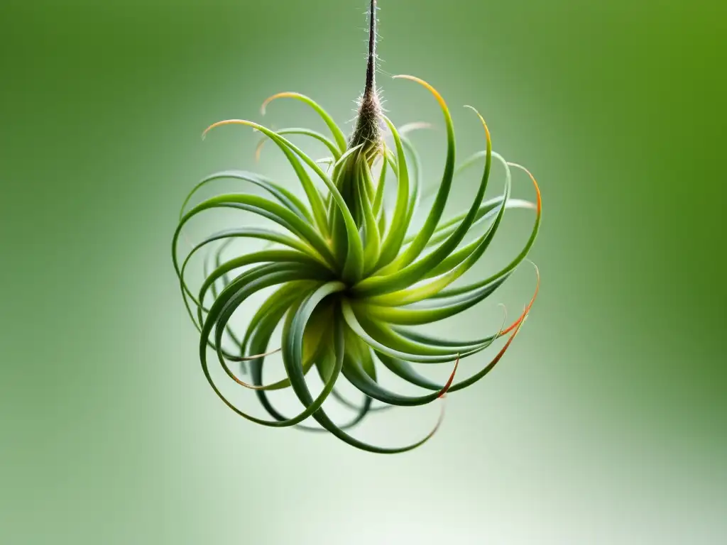 Fotografiando la belleza de jardines colgantes de plantas aéreas en detalle, mostrando su estructura única y textura delicada en un fondo blanco