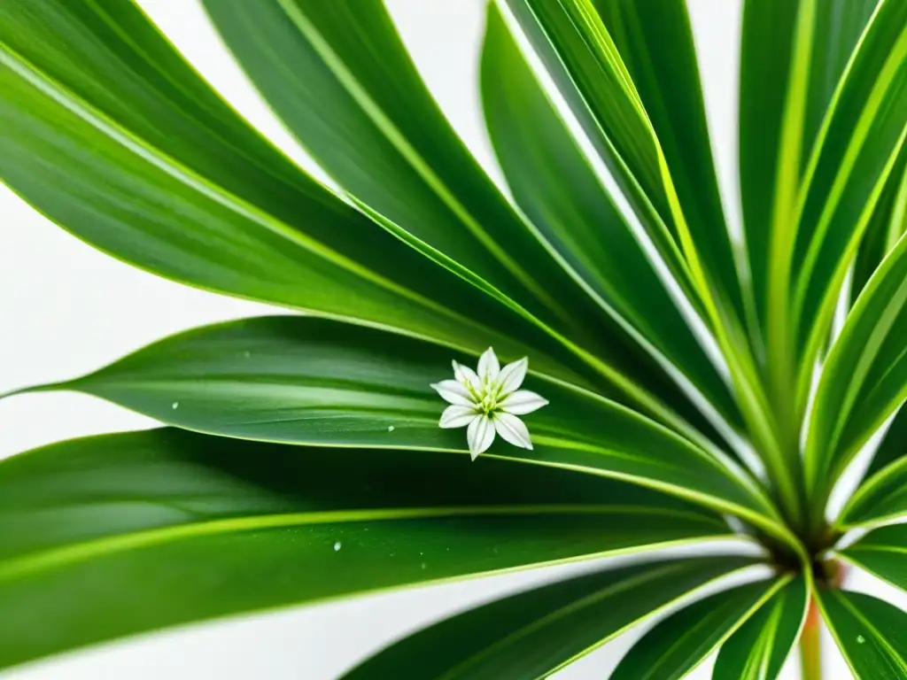 Captura la belleza de una planta araña verde exuberante con hojas arqueadas y flores blancas, irradiando calma