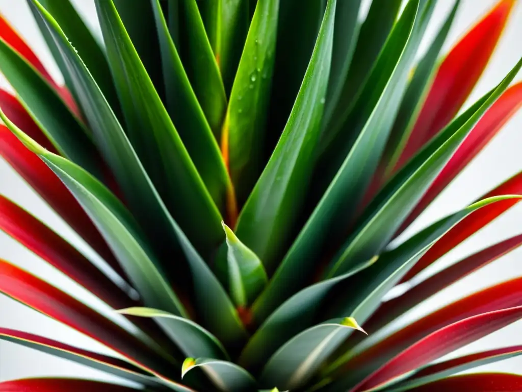 Bromelia de interior cuidados: detalle de planta exótica con hojas rojas y verdes, gotas de agua sobre ellas, en fondo blanco