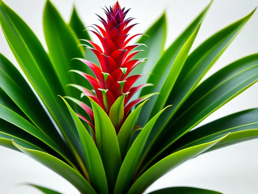 Bromelia de interior con exuberantes hojas verdes, patrones y texturas detalladas, resaltada por una suave iluminación en fondo blanco