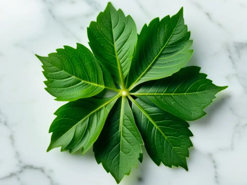 Cilantro fresco en círculo sobre tabla de mármol blanco