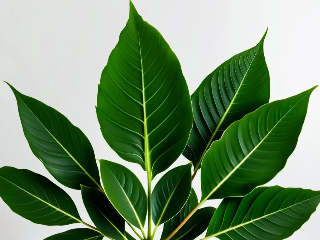 Combinaciones de plantas de interior: Vista ultradetallada de hojas exuberantes en un fondo blanco, creando un ambiente moderno y minimalista