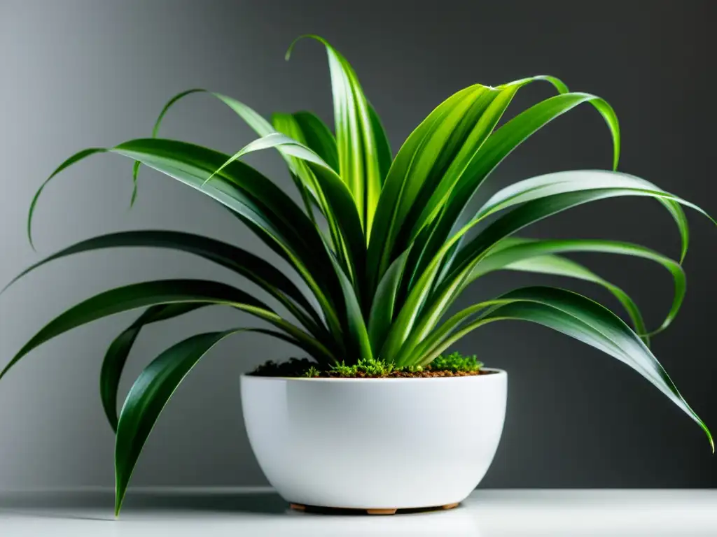 Una composición elegante y tranquila que combina plantas de interior para realzar su belleza en un moderno y minimalista macetero blanco