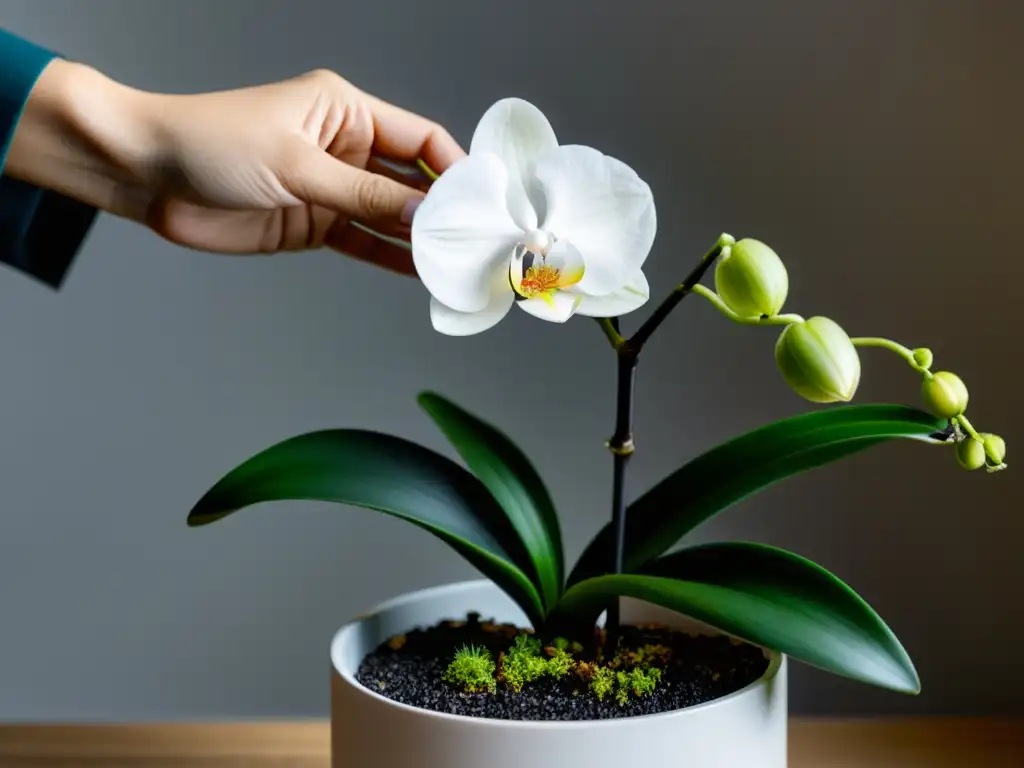 Cuidado de orquídeas en interiores: delicada orquídea Phalaenopsis trasplantada con precisión en un elegante macetero moderno, evocando tranquilidad y cuidado