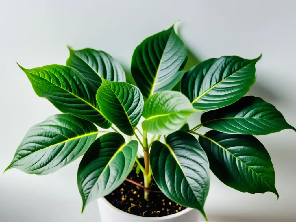 Cuidado de plantas de interior en climas variables: Imagen de planta interior exuberante con hojas variegadas y patrones delicados, en fondo blanco