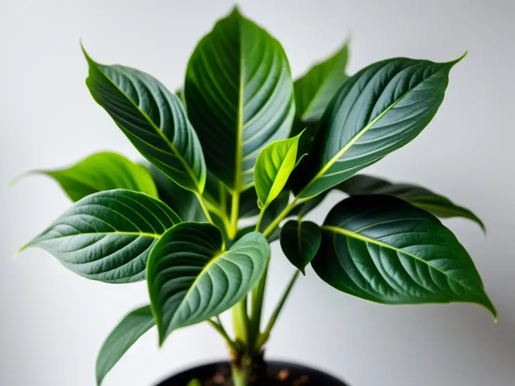 Fotografía de cuidado de plantas de interior: Detalle de planta verde exuberante en fondo blanco, con patrones y texturas sorprendentes