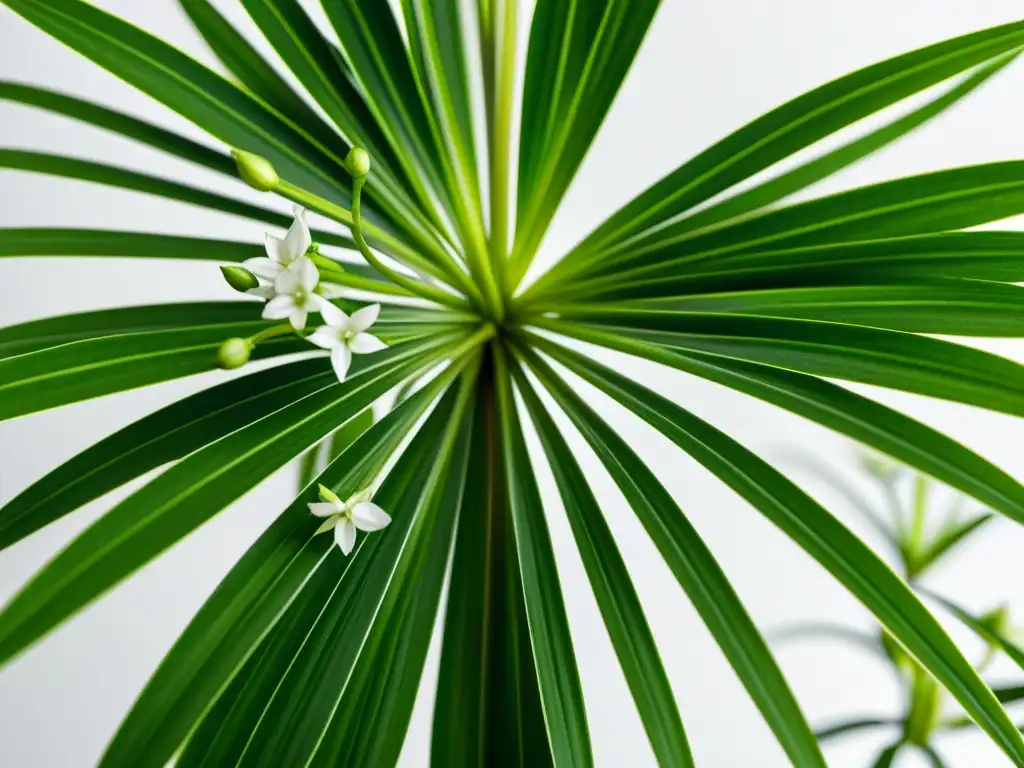 Cuidados íntimos para plantas de interior: una imagen de una exuberante planta araña con delicadas flores blancas, capturando la belleza natural y la complejidad de la vida de las plantas en interiores