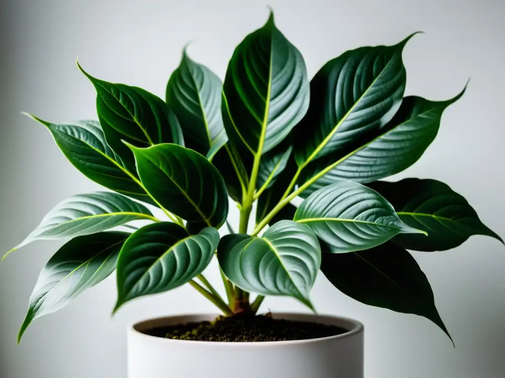 Cuidados íntimos para plantas de interior: Detalle de planta verde con patrones delicados, en fondo blanco