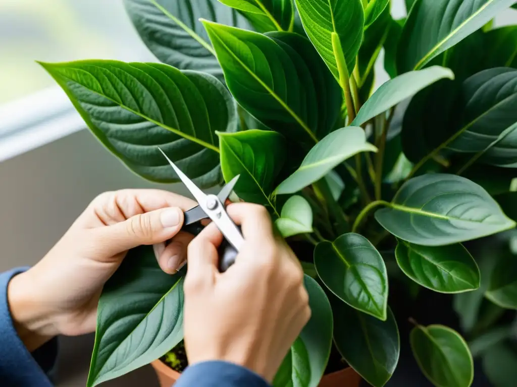 Podando con precisión: Arte en el cuidado de plantas de interior Un cuidadoso proceso de poda de plantas de interior, capturando la precisión y arte de las técnicas de poda para plantas de interior
