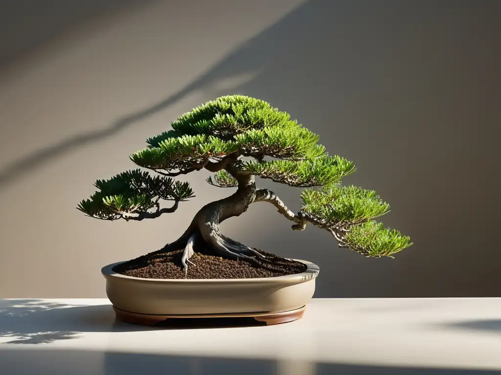 Cultivo de bonsái en interiores: Imagen serena de un bonsái delicadamente podado, iluminado por luz suave, creando armonía y tranquilidad