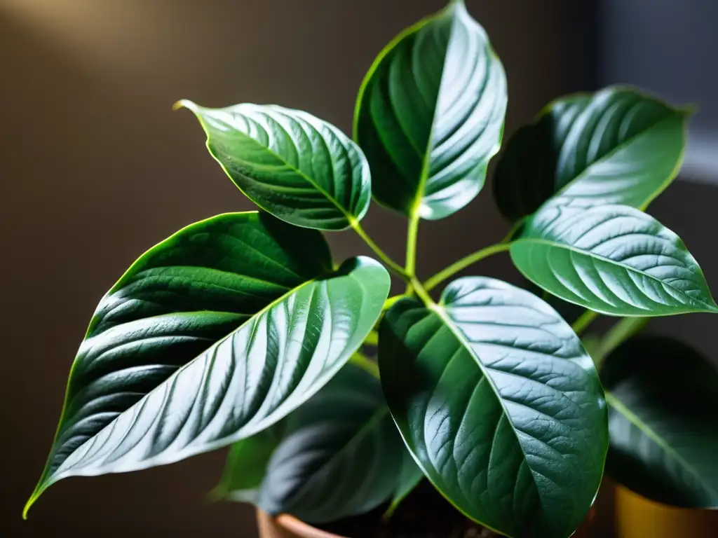 Cultivo de plantas de interior en baja luz: Detalle de una exuberante planta de interior iluminada por una cálida luz en una habitación tenue