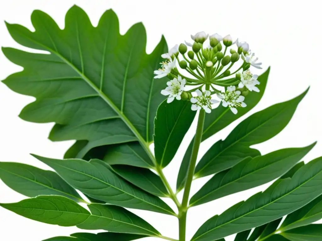 Cultivo de valeriana en interiores: Detalle de planta de valeriana con hojas verdes vibrantes y flores blancas sobre fondo blanco