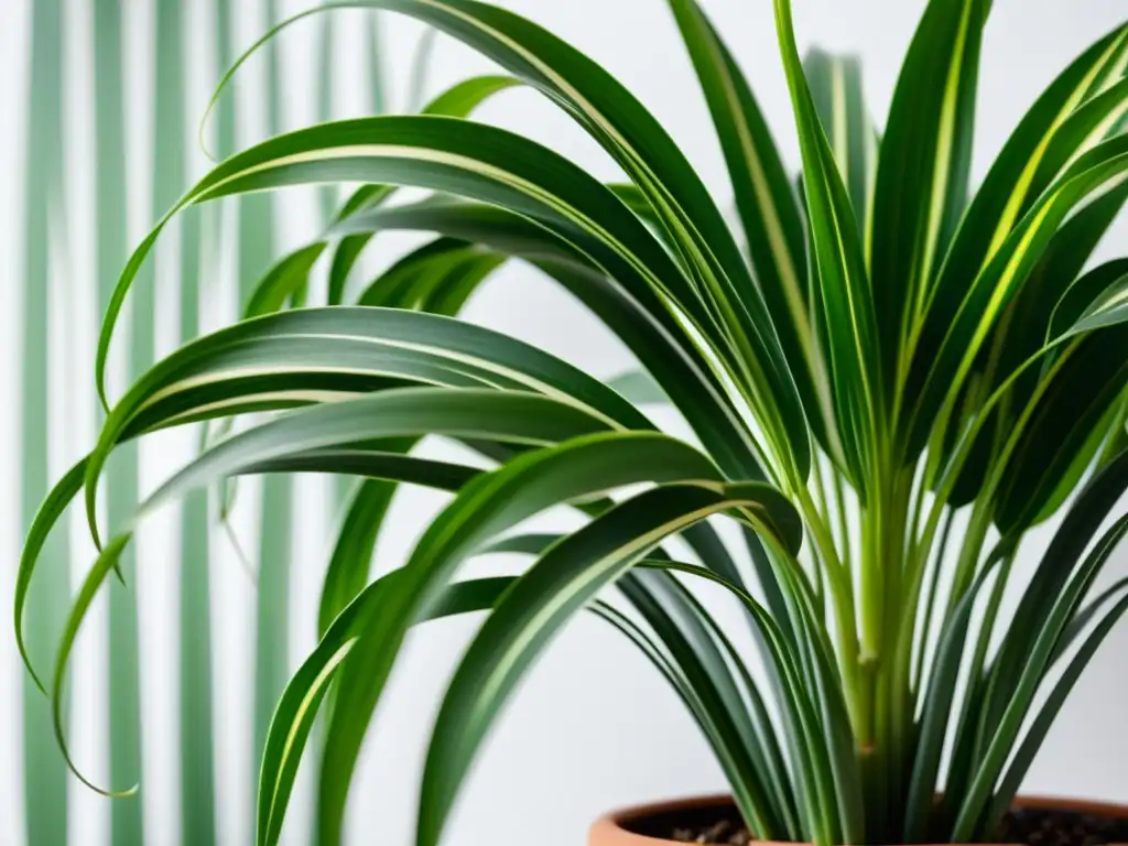 Una fotografía detallada de una exuberante planta araña (Chlorophytum comosum) en un fondo blanco limpio