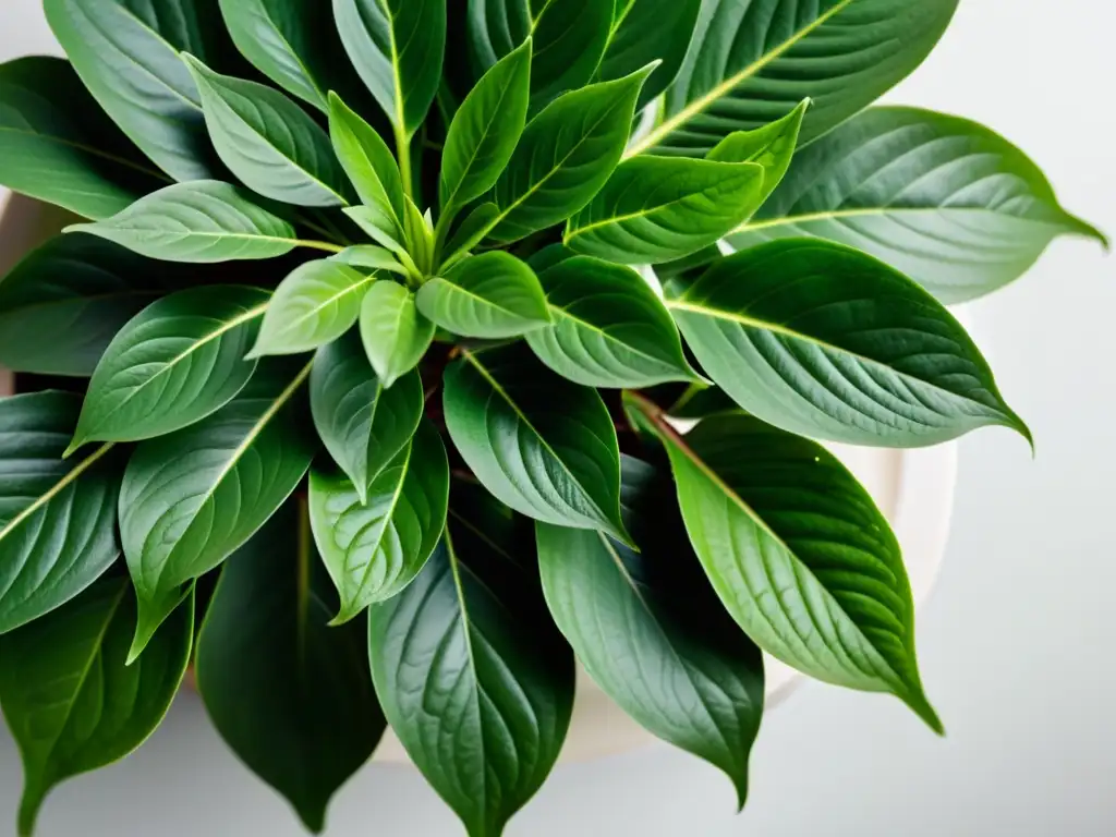 Una fotografía detallada de una exuberante planta de interior, capturada desde arriba