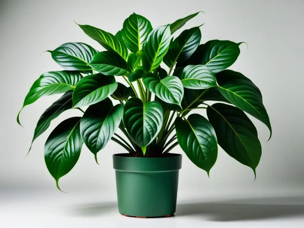 Detallada fotografía de una exuberante planta de interior con patrones en sus hojas, destacando su adaptación al cambio climático