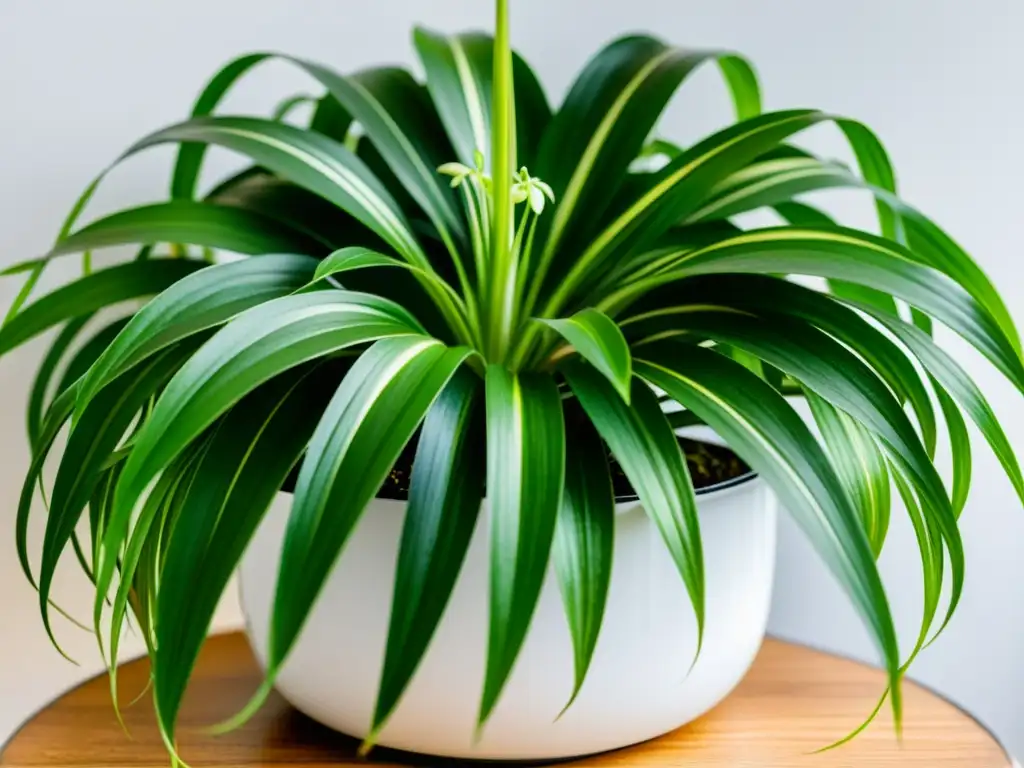 Detallada foto de una planta araña verde en maceta blanca, resaltando el mantenimiento jardín interior plantas