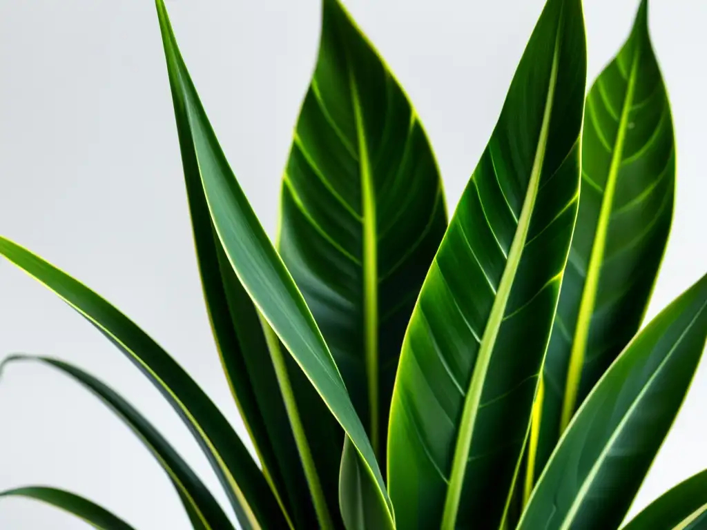 Detallada foto de una vibrante planta serpiente verde (Sansevieria trifasciata) sobre fondo blanco