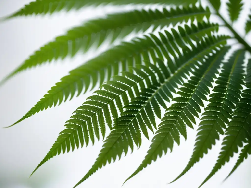 Detallada fotografía de una hoja de helecho verde vibrante, con patrones delicados y texturas intrincadas