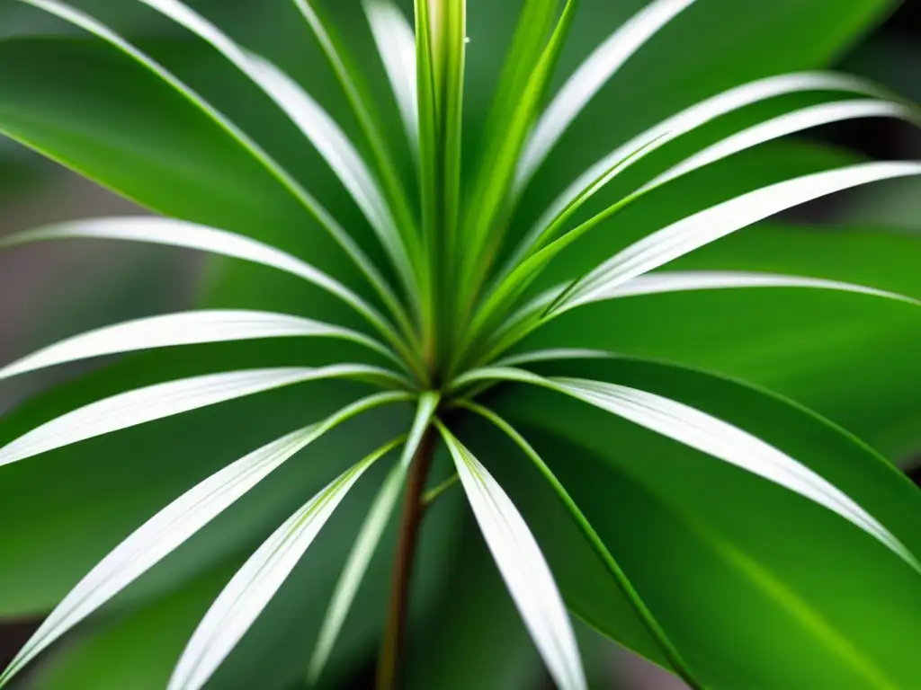 Detallada imagen en alta resolución de una exuberante planta araña (Chlorophytum comosum) con hojas variegadas