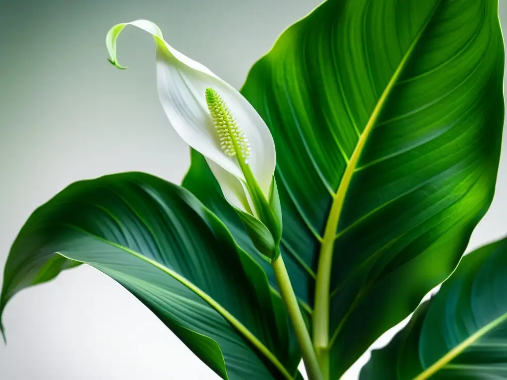 Detallada imagen de una exuberante planta de interior, la esencia de la serenidad y belleza natural