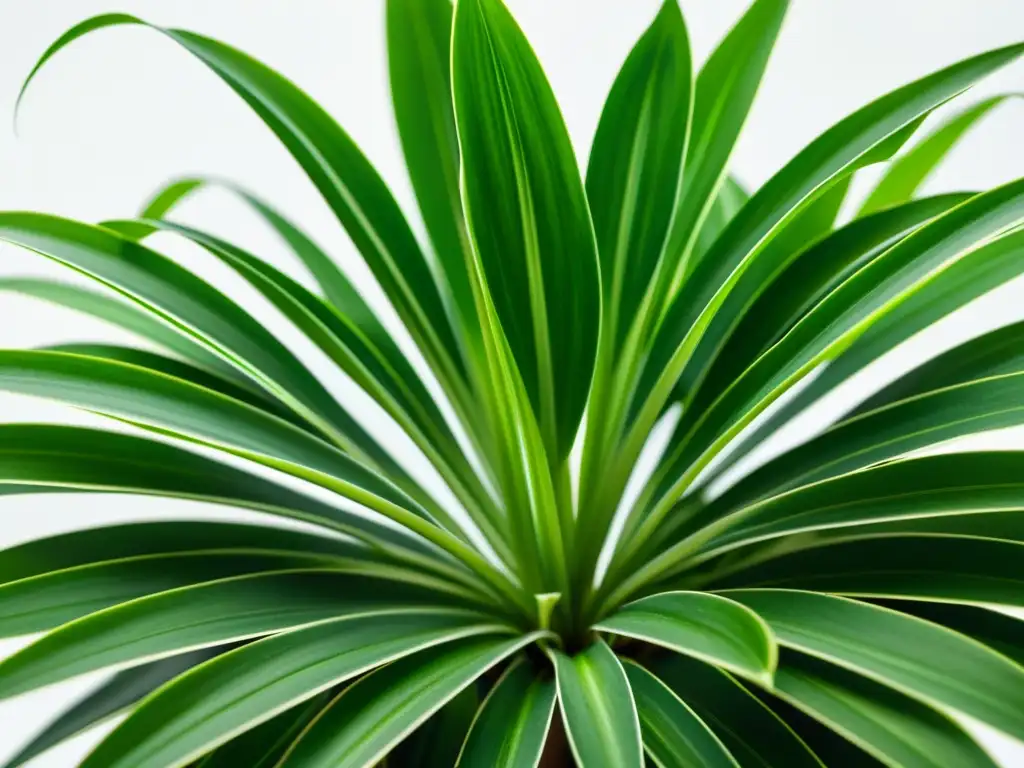 Detallada imagen de una exuberante planta araña (Chlorophytum comosum) en un fondo blanco