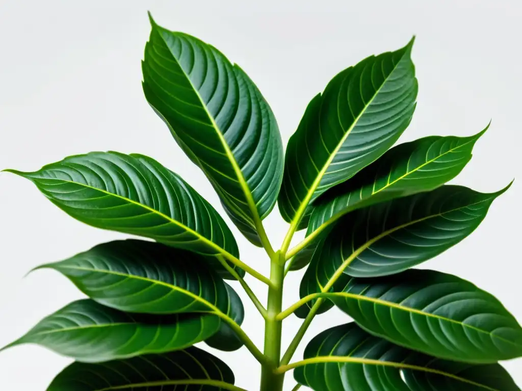 Detallada imagen de una exuberante planta de interior con hojas vibrantes y saludables, destacando su naturaleza robusta y próspera