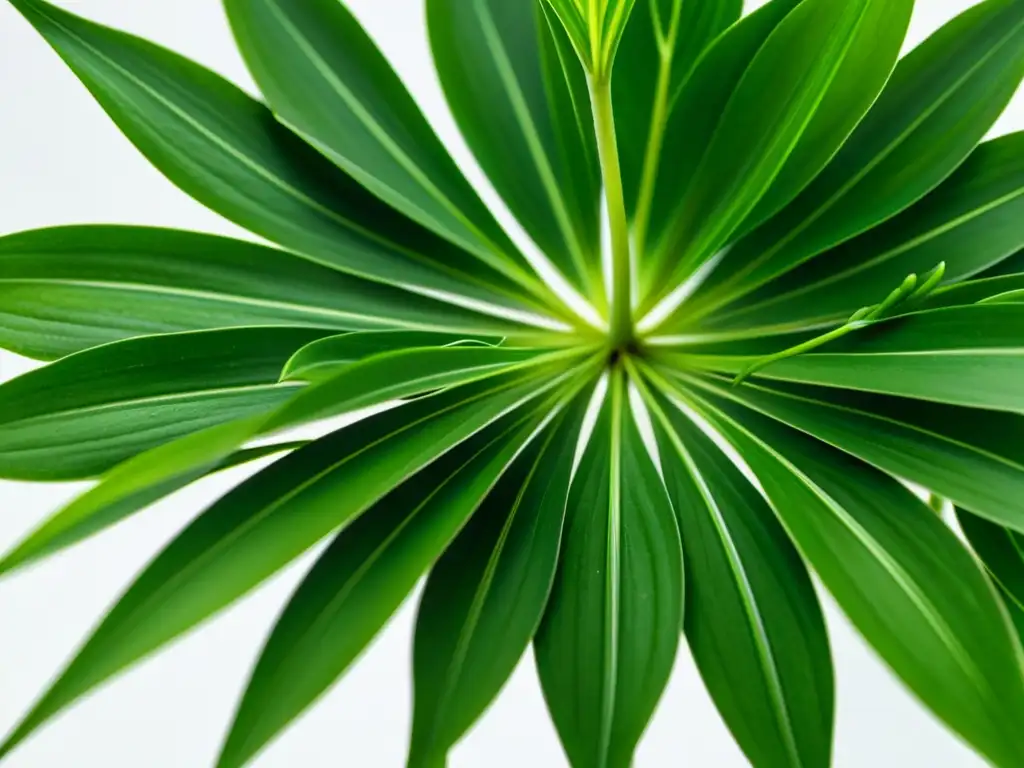 Una detallada imagen de una exuberante planta araña verde, con hojas intrincadamente patrónadas y venas delicadas, en un fondo blanco limpio