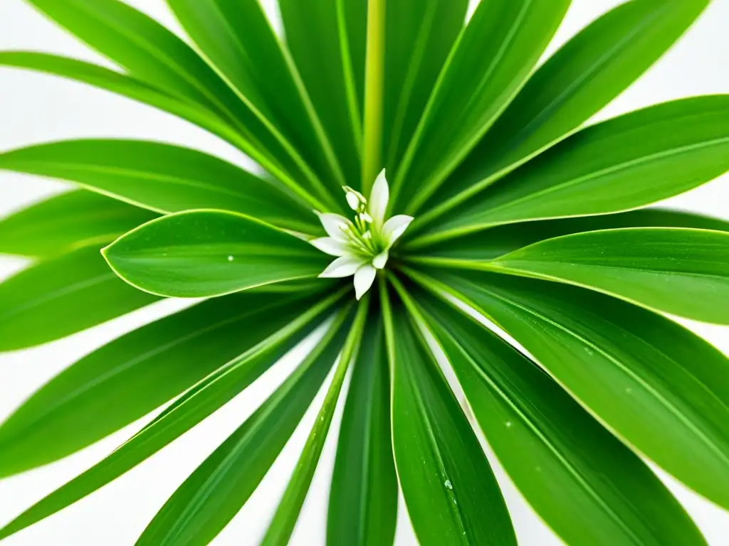 Detallada imagen de una exuberante planta araña, resaltando sus beneficios como planta de interior