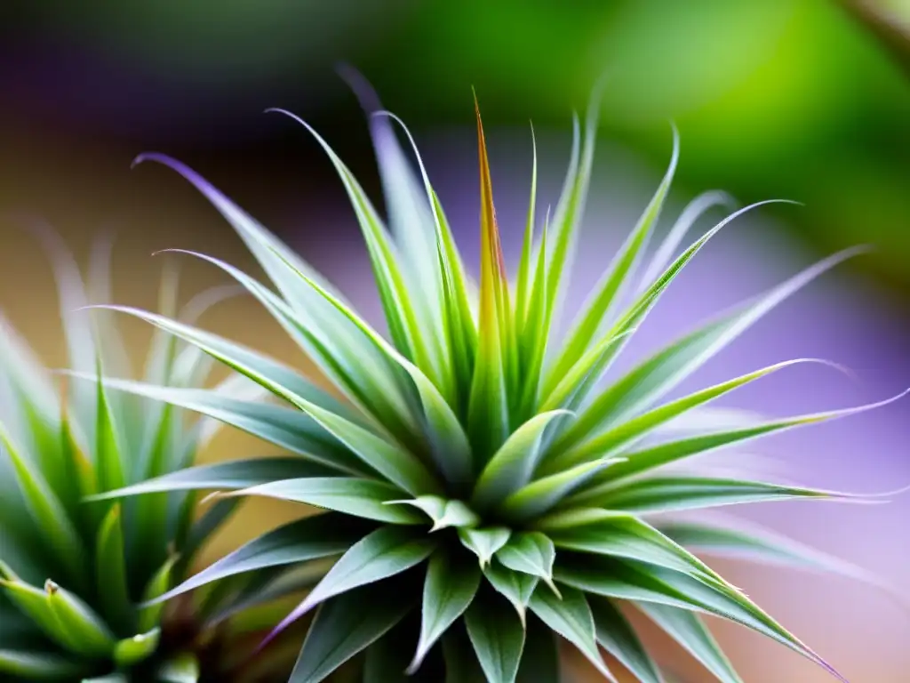 Detallada imagen de una exuberante planta aérea Tillandsia, mostrando su belleza etérea y purificadora del aire en un suave fondo difuminado