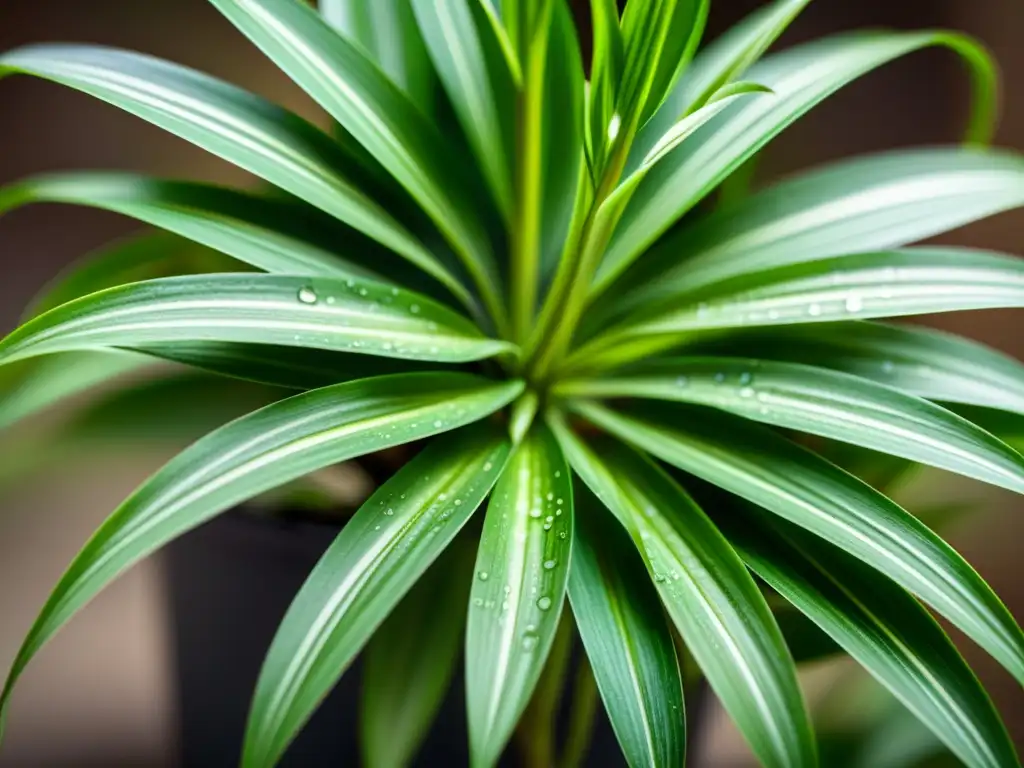 Detallada imagen de una exuberante planta araña con gotas de agua, destacando su belleza natural