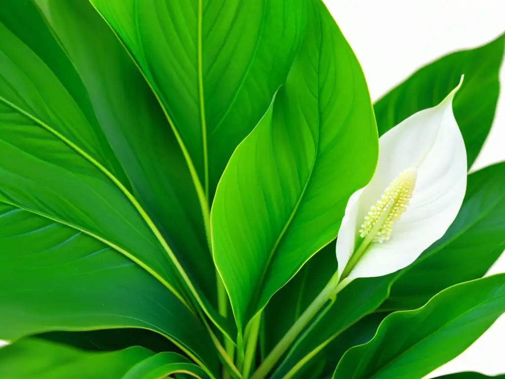 Detallada imagen de una exuberante planta de espatifilo con hojas verdes vibrantes y delicadas flores blancas