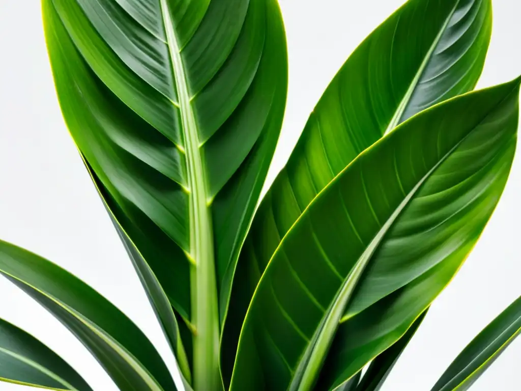 Detallada imagen de una exuberante planta serpiente (Sansevieria trifasciata) en un fondo blanco