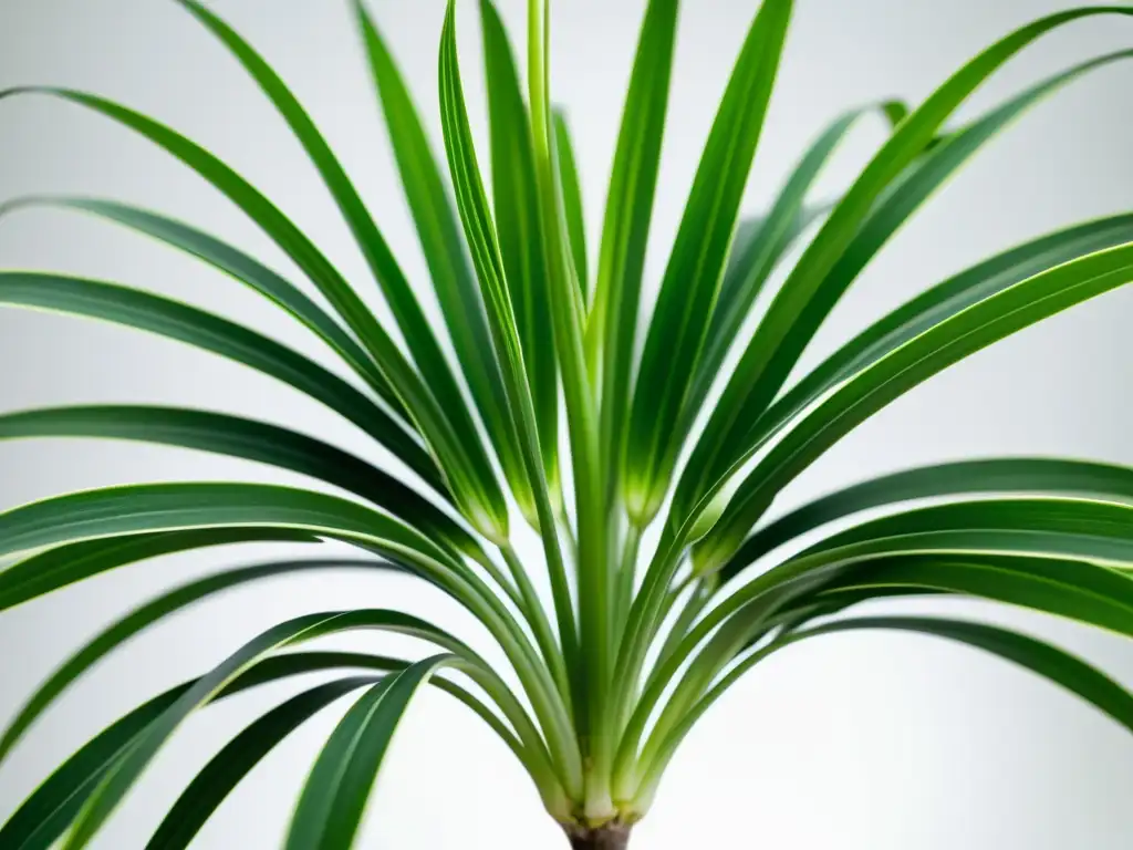 Detalle exquisito de una Chlorophytum comosum en un fondo blanco Detallada imagen de una exuberante Planta Araña (Chlorophytum comosum) en un fondo blanco
