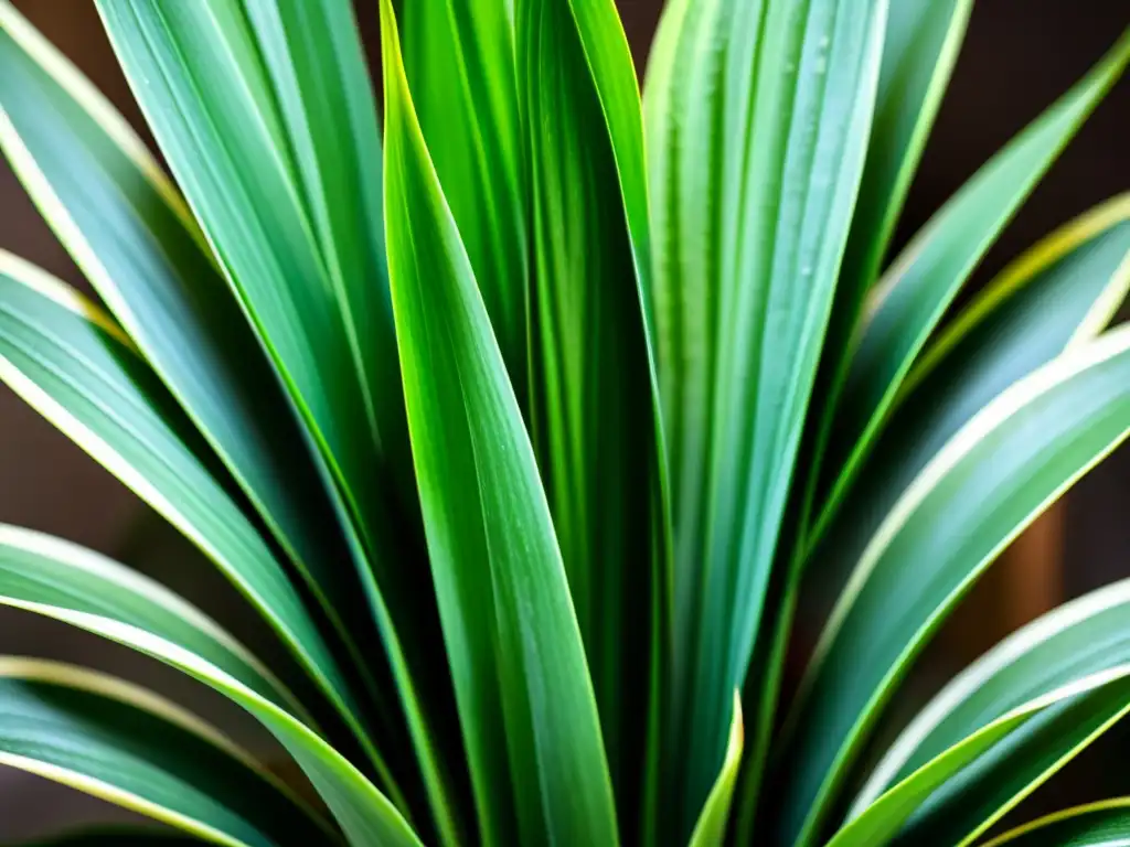 Detallada imagen de la exuberante sansevieria, resaltando sus patrones y texturas