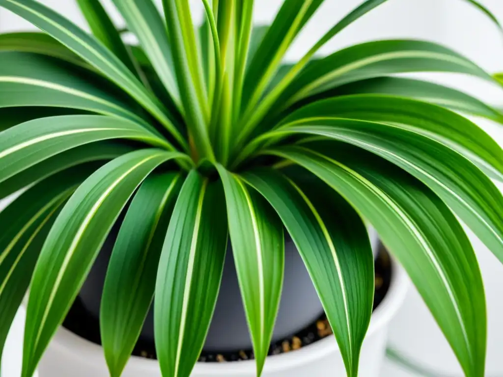 Detallada imagen de una planta purificadora de aire en elegante maceta blanca