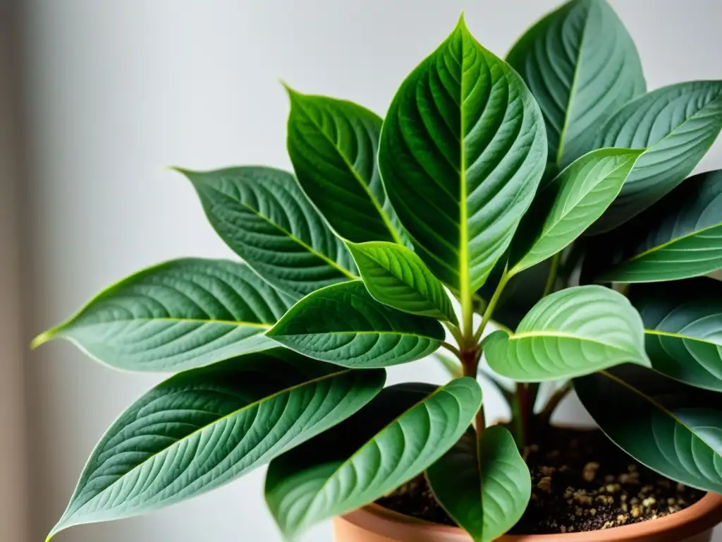 Detallada imagen de planta interior saludable con hojas verdes vibrantes y patrones intrincados