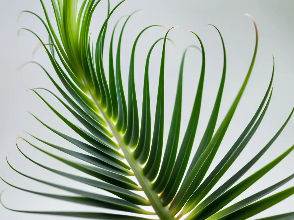 Detallada imagen de una planta Tillandsia con patrones y texturas en hojas, sobre fondo blanco