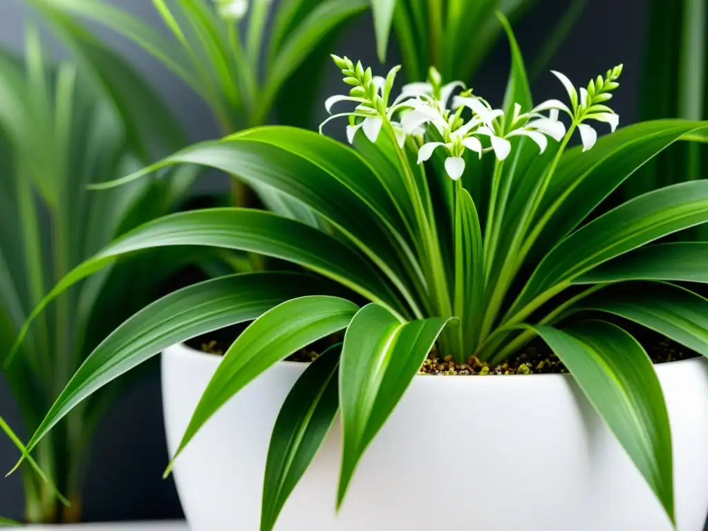 Detallada imagen de planta araña verde exuberante en maceta blanca moderna, destaca la importancia de la calidad del agua en plantas de interior