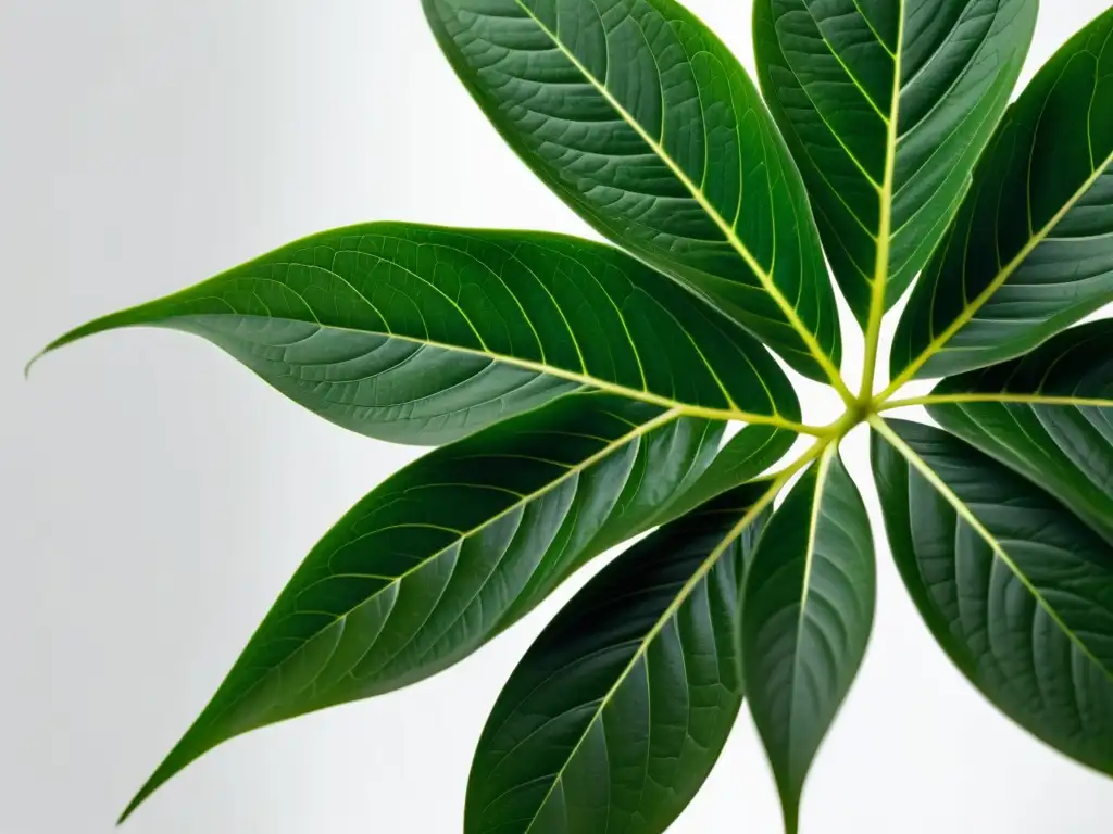 Detallada imagen de una planta verde saludable, con hojas vibrantes y redes de venas visibles, resaltando la eficiencia de la fotosíntesis