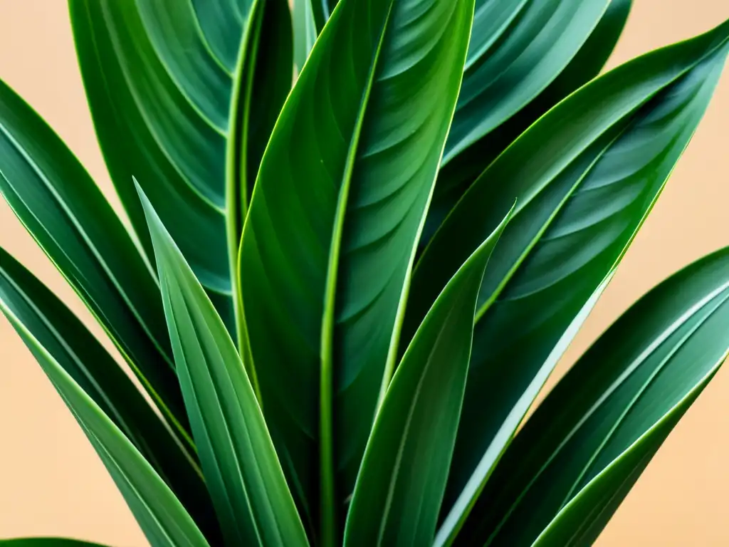 Detallada imagen de una saludable planta Sansevieria Trifasciata, con sus hojas largas y espada, exhibiendo patrones y texturas