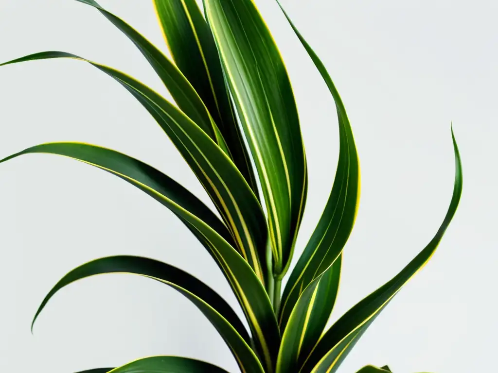 Detallada imagen de una sansevieria variegada en un fondo blanco, resaltando sus beneficios para purificar aire con precisión asombrosa