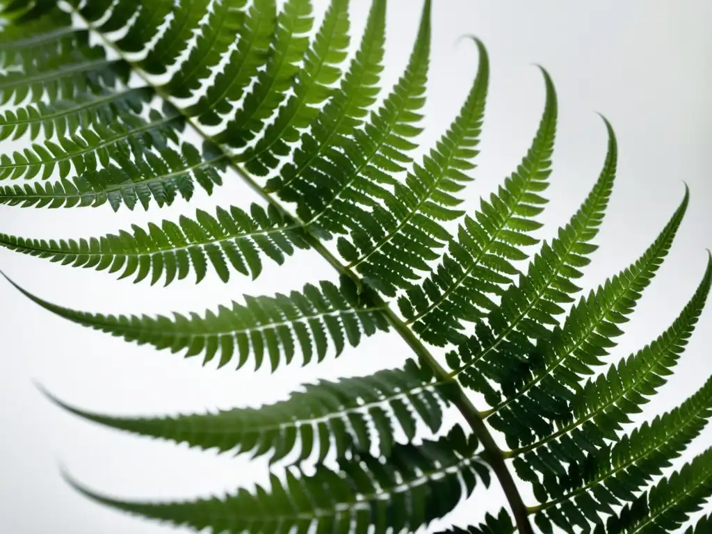 Detallada imagen de helecho verde vibrante desplegando sus frondas, resaltando la belleza de las mejores plantas para jardines verticales interiores