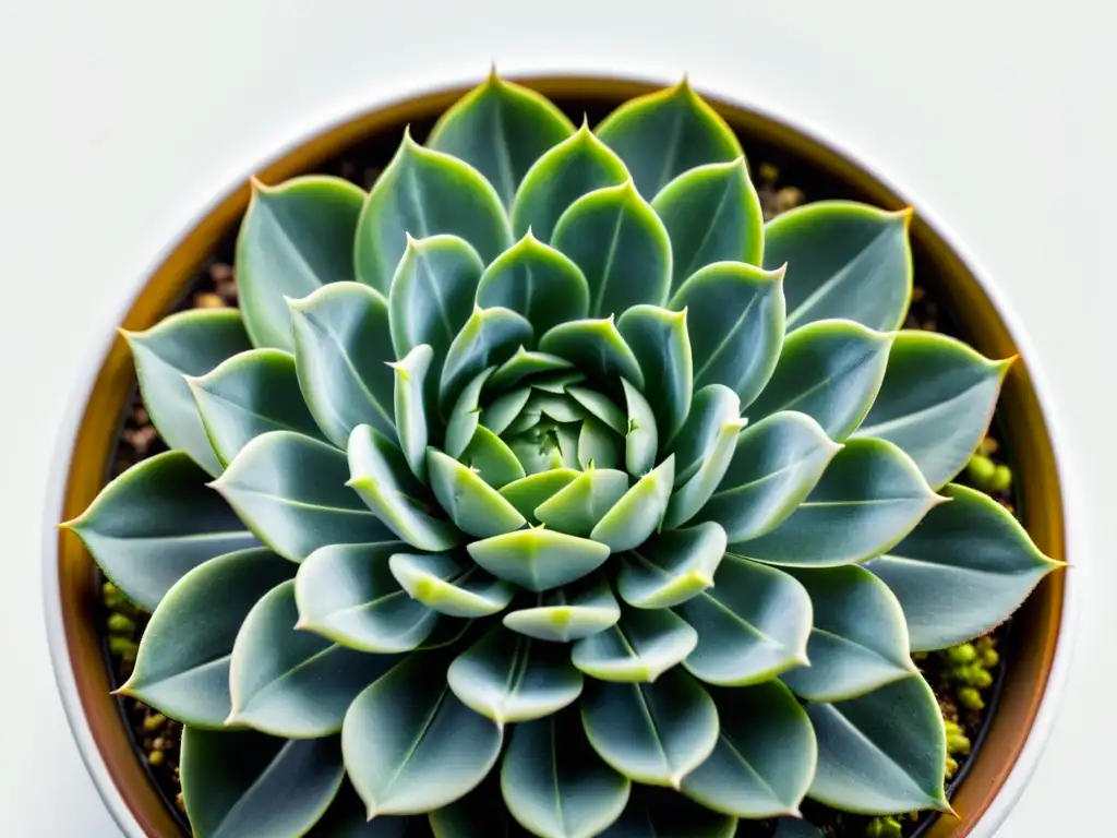 Una fotografía detallada de una suculenta verde sana, con énfasis en sus patrones y texturas