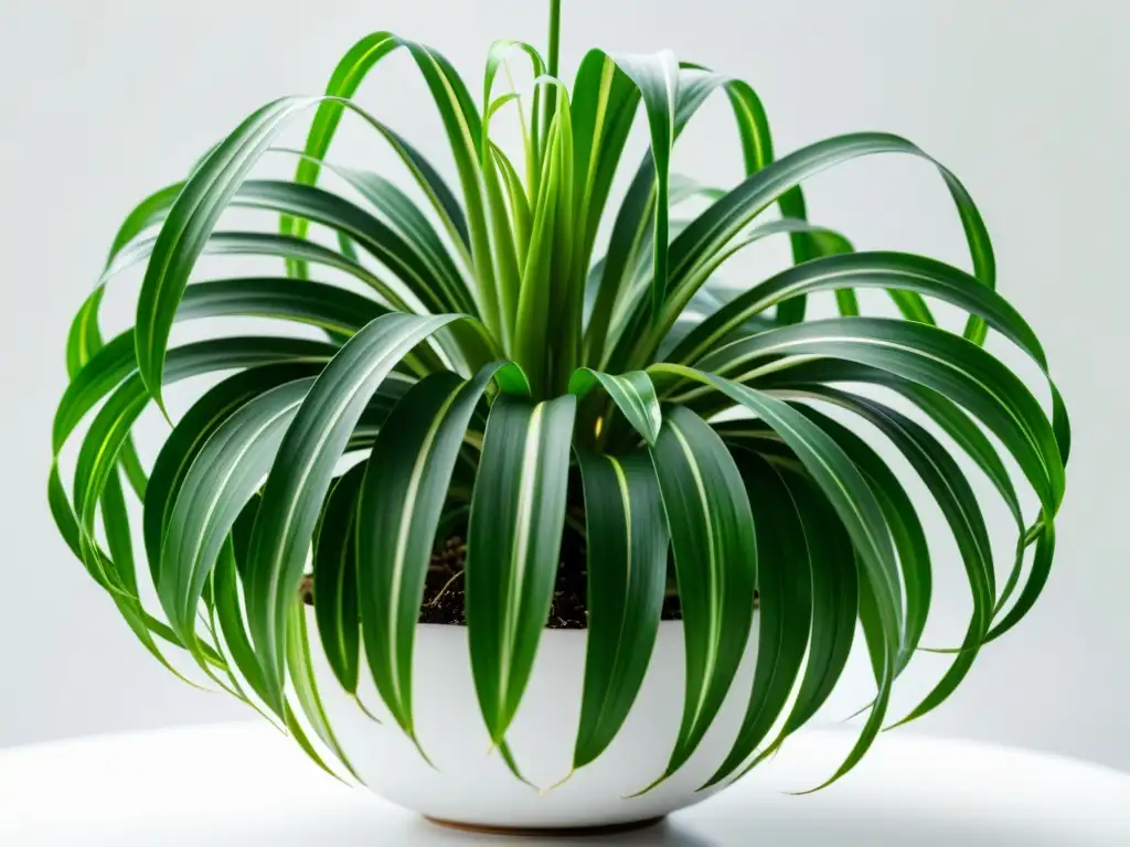 Una fotografía detallada y vibrante de una planta de araña verde exuberante en un fondo blanco limpio, evocando tranquilidad y sofisticación urbana