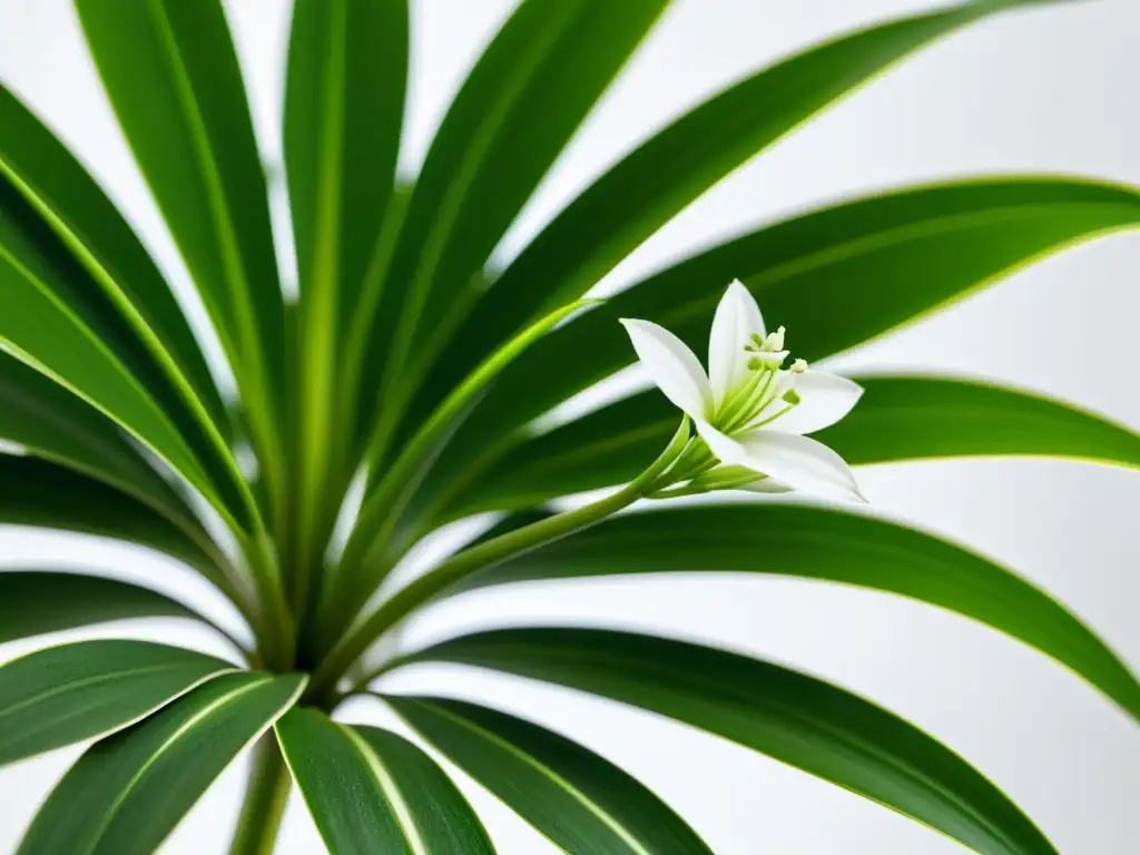 Detalle asombroso de una planta araña con flores blancas