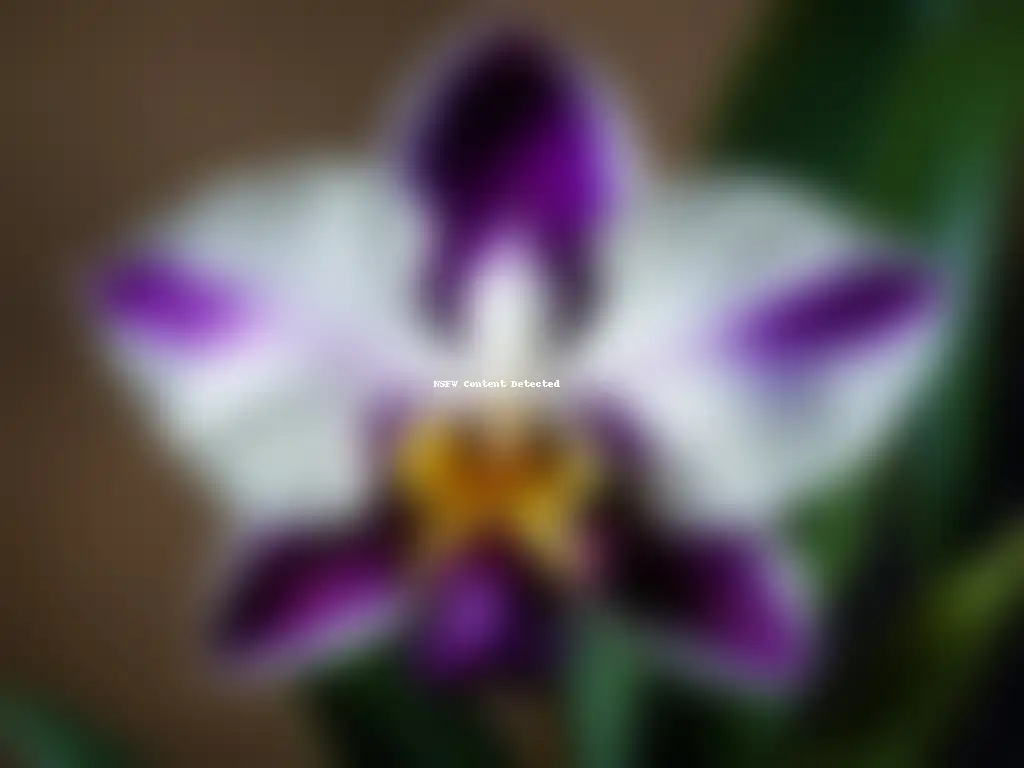 Detalle de una exótica orquídea Cattleya morada y blanca, resaltando su belleza y delicadeza