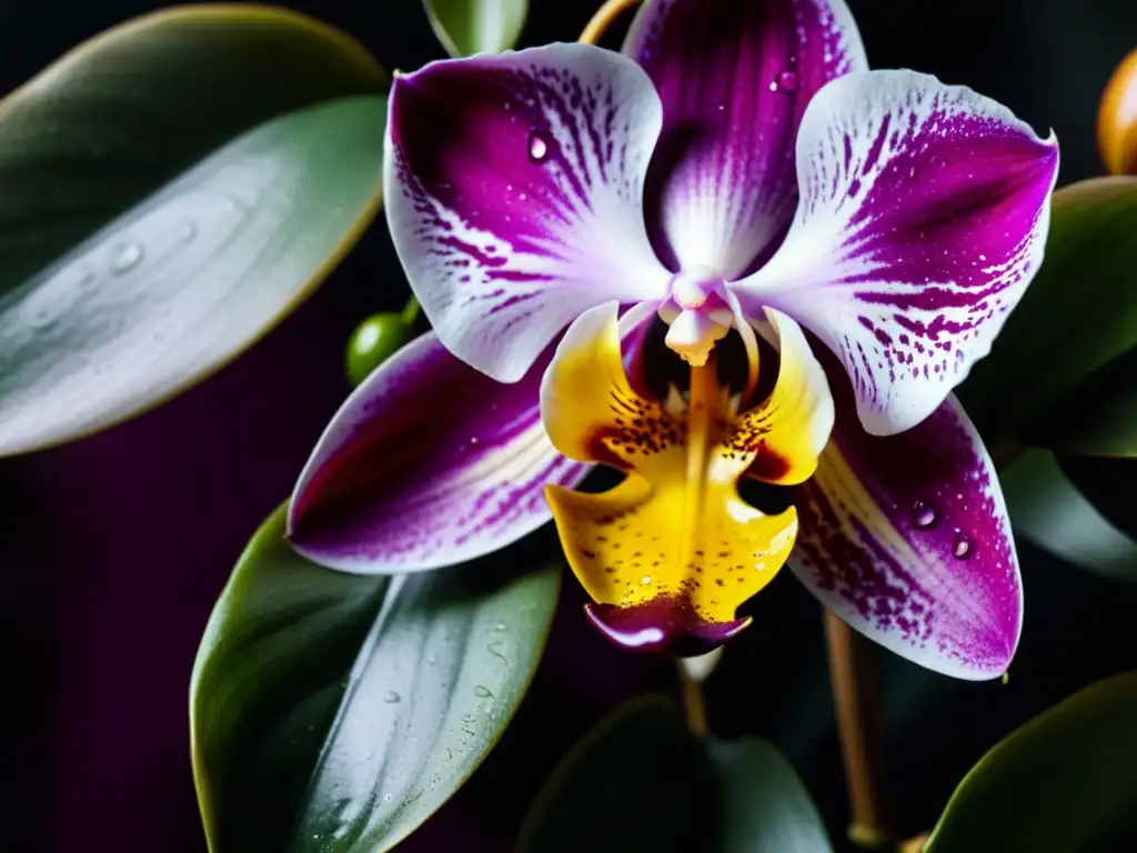 Detalle de una exótica orquídea en interiores, con pétalos intrincados en tonos magenta y oro, sobre un fondo de follaje verde intenso